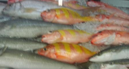 Hilo fish in March
